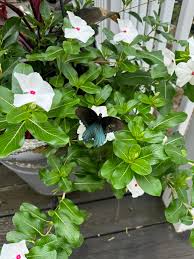 Image result for Vepris bachmannii