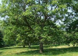 Maybe you would like to learn more about one of these? 11 Species Of Walnut Trees For North American Landscapes