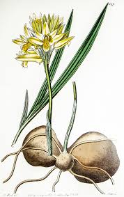 Image result for Eulophia ensata