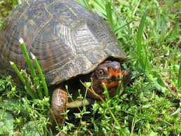 Box Turtles And People News And Information Oklahoma State University