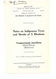 Image result for Vangueriopsis lanciflora