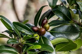 Image result for Dovyalis lucida