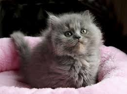 Bebe British Longhair Cats Fluffy Kittens Kittens Cutest