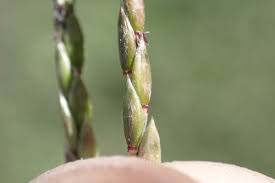 Image result for Eriochloa macclounii