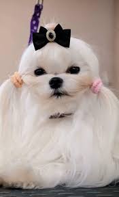 Long Haired White Dog With Hair Bands And Bow Fluffy Dogs White Dogs Dogs