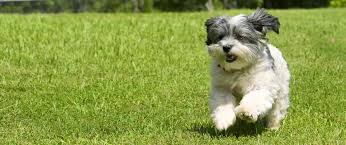 How to keep dogs out of your yard (low cost tips). How Soon Can Kids Pets Use A Lawn After Treatment Gatsby Grounds Company Blog