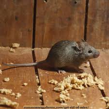 How To Get Rid Of Mice In Your House And Garage