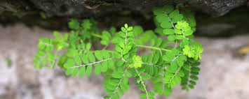 Khasiat dan manfaat daun puji untuk kesehatan serta pengobatan penyakit. Apa Manfaat Daun Meniran Untuk Kesehatan Thomas