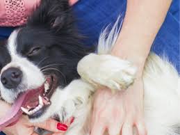 Peace of mind animal care services. Peace Of Mind