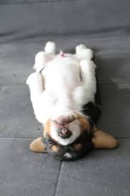 Another Reason Why Naps Are The Best Cute Animals Cute Beagles Animals