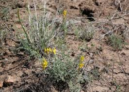 Image result for Crotalaria onobrychis