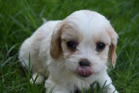 It comes in various colors and has a soft and silky coat. Cavachon Puppies For Sale Miami Fl 191061 Petzlover