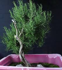 Image result for rosemary bonsai