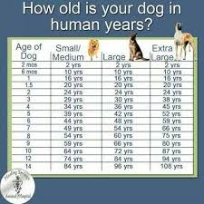 how old is your dog in human years dog ages dogs dog