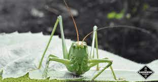 How to deter grasshoppers from garden. How To Get Rid Of Grasshoppers In The Garden Gardening Channel