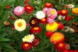 Image result for Helichrysum lastii