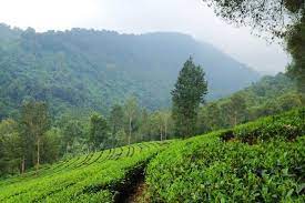 Puncak, bogor merupakan wilayah yang selalu padat dikunjungi pada akhir pekan. Kebun Teh Agrowisata Gunung Mas Cisarua Jabar Wisatabaru Com