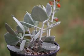 Kalanchoe Bracteata Aka Hildebrandtii Cacti Com