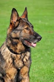 The coat varieties were narrowed down to short, long, and rough hair. Dutch Shepherd Sheepdogs Holland Dog Breeds