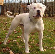 It bears similarities to the american pit bull terrier and it has slightly dropped jaws. Pin On Puppies