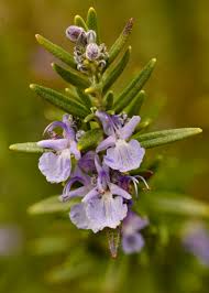 Image result for Rosmarinus officinalis
