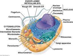 Maybe you would like to learn more about one of these? Animal Cell Diagram In Detail