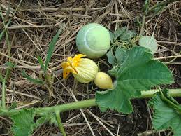 How To Grow A Giant Atlantic Pumpkin