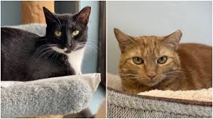 Maybe you would like to learn more about one of these? Meet These Cats Available For Adoption On Long Island