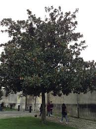 Fruit trees are surprisingly easy to grow in a backyard setting, and they yield years' worth of beautiful spring blooms and plentiful fruit. Beautiful Fruit Trees Picture Of Association Hermione La Fayette Rochefort Tripadvisor