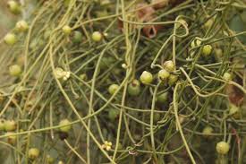 Image result for Cassytha filiformis