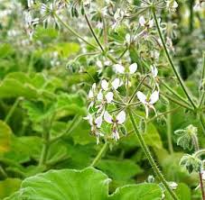 Image result for Pelargonium