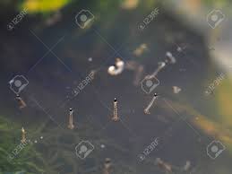 What are the similarities between aedes anopheles and culex mosquito? Aedes Mosquito Larvae In Stagnant Water Inside A Pot Stock Photo Picture And Royalty Free Image Image 146339650