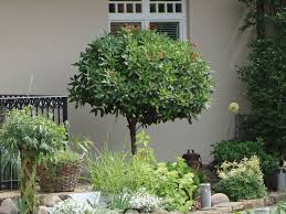 Kirschlorbeer hecke richtig pflanzen #5. Kirschlorbeer Lorbeerkirsche Etna Prunus Laurocerasus Etna Baumschule Horstmann