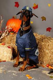 Maybe you would like to learn more about one of these? Dt Halloween Costume Contest Enter Your Dobes Here Doberman Forum Doberman Breed Dog Forums