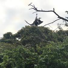 We received a call about a Magpie...