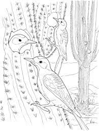 Cactus Wren Nest In Saguaro Coloring Page Free Printable Coloring Pages Bird Coloring Pages Animal Coloring Pages Coloring Pages