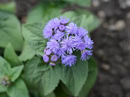 Image result for Ageratum