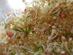 Conserver Des Graines Germees Graines Germees Recettes De Cuisine Graine