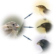 People interested in cactus finch also searched for. Darwin S Finches