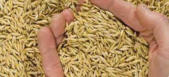 Western Australian Oat Industry Agriculture And Food