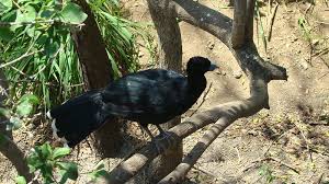 New Crab Species Discovered in Colombia