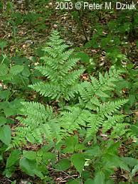 Image result for Pteridium aquilinum