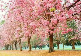 Image result for Tabebuia heterophylla