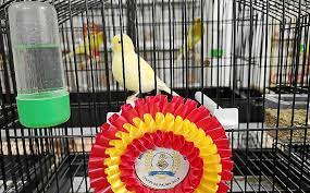 Man kennt den kanarienvogel und seine melodien, die er täglich singt. Wo Kanarienvogel Auf Mallorca Perfekt Singen Lernen