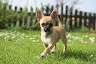 Chihuahua Pictures, Breed Facts, & More | PetMD