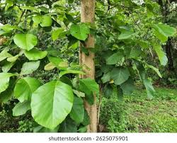 Image result for Tectona