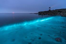 Breathtaking Images Capture Blue Plankton Lighting Up The Sea In Wales Bioluminescent Plankton Beach At Night Visit Wales
