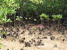 Image result for Bruguiera