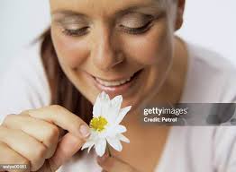 37 Pluck A Daisy Stock Photos, High-Res Pictures, and Images