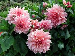 Image result for Dahlia sp. (cultivar)